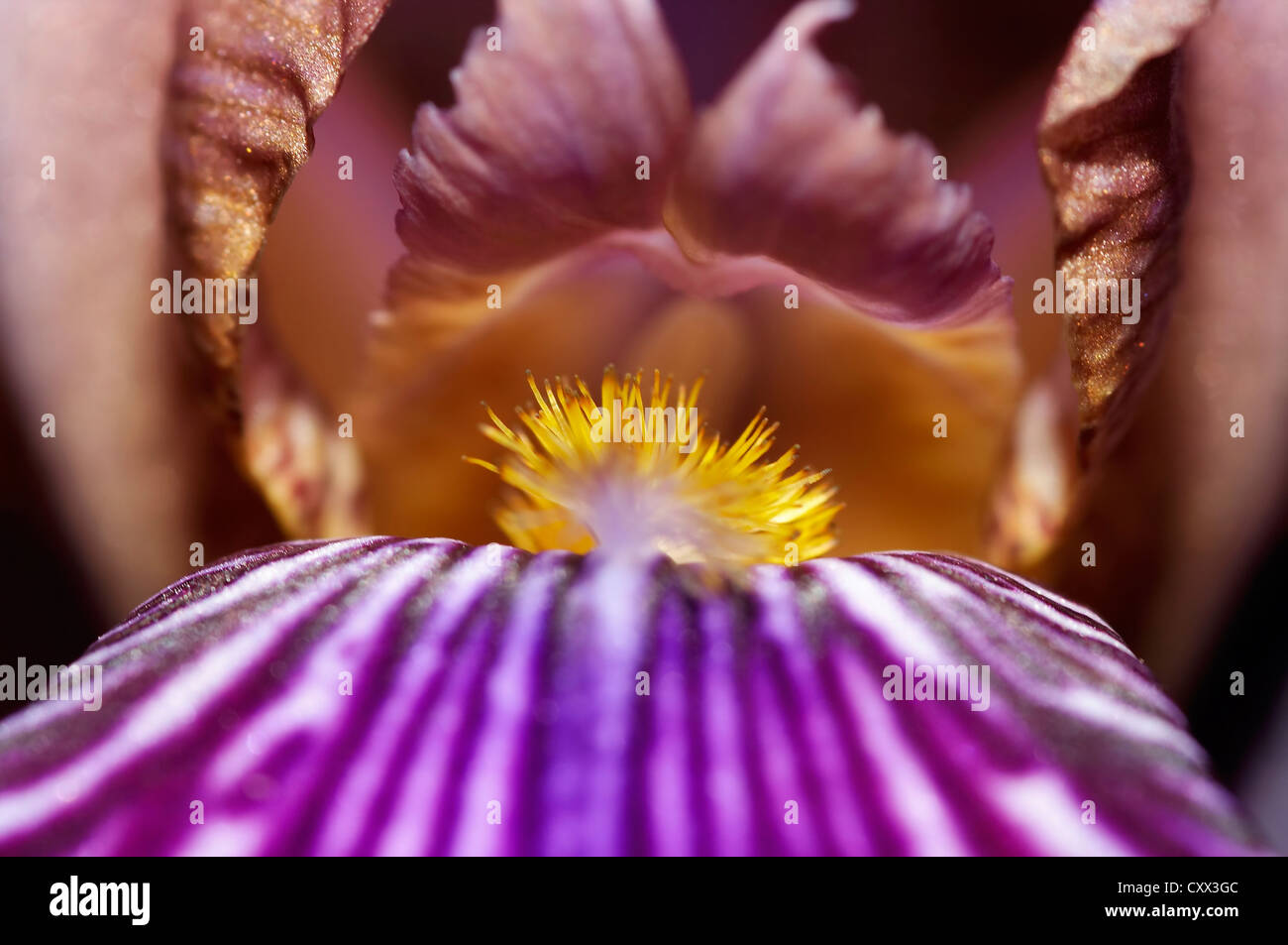 Extreme Makro - Blüte Stockfoto