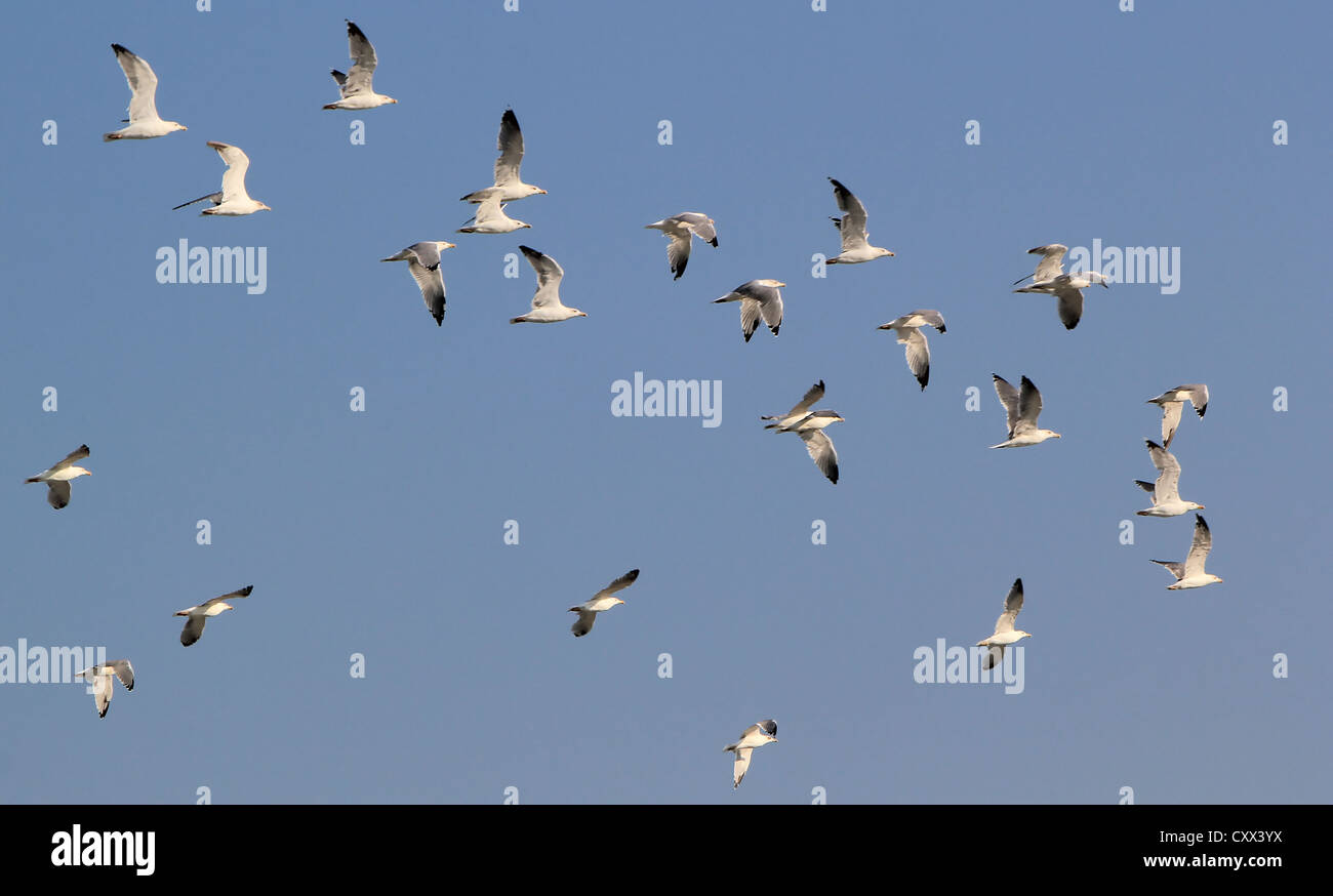 Gruppe von Möwen fliegen in tiefblauen Himmel durch schönes Wetter Stockfoto Gruppe von Möwen fliegen in tiefblauen Himmel durch schönes Wetter Stockfoto