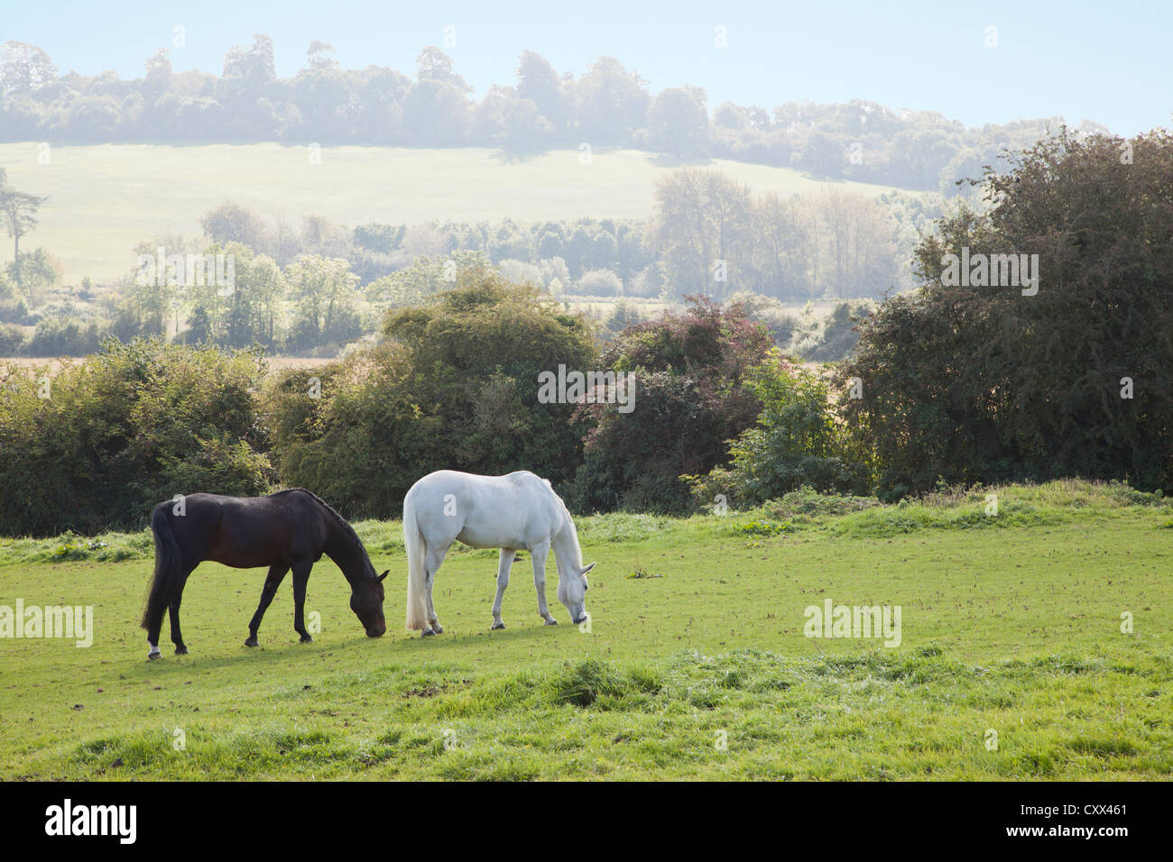 Pferdeweide in den Cotswolds, in der Nähe von Stow-on-the-Wold Stockfoto