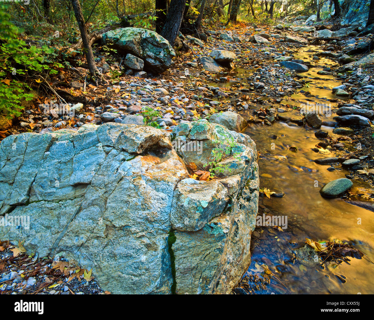 South Fork von Cave Creek Canyon, Chiricahua Mountain Wilderness Area, Südosten von Arizona. USA große Zahn Maples. Stockfoto