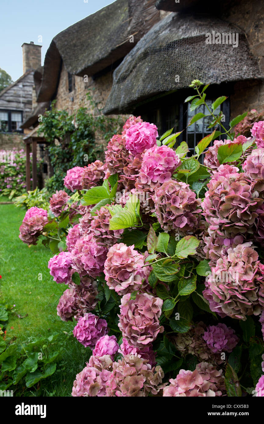 Garten von Hortensien in den Cotswolds, England Stockfoto