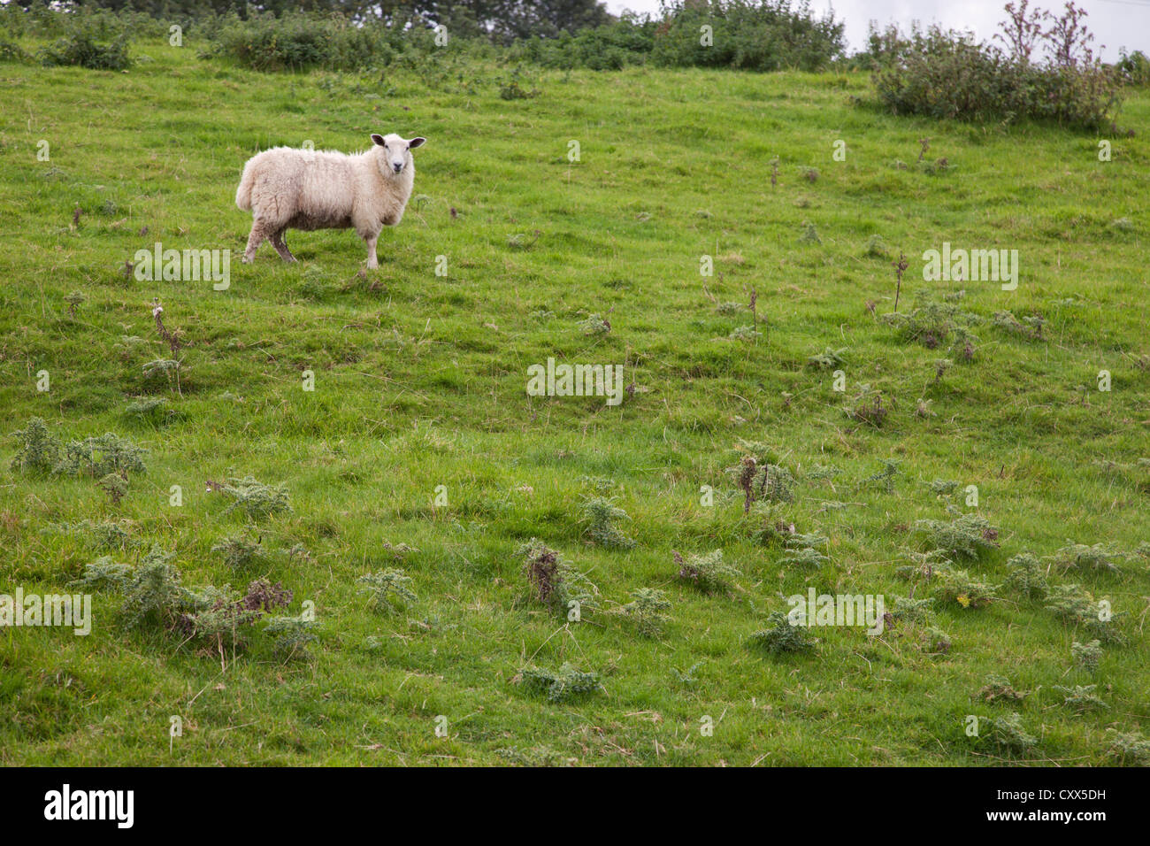 Schafe in der Cotswold-Landschaft Stockfoto