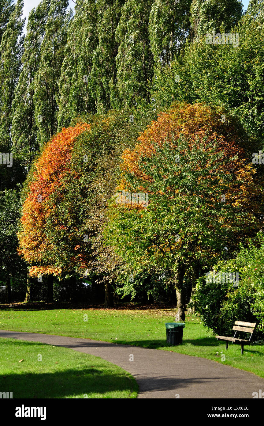 Blätter, die Farbveränderung an Bäumen im Debdale Park, Gorton Stockfoto