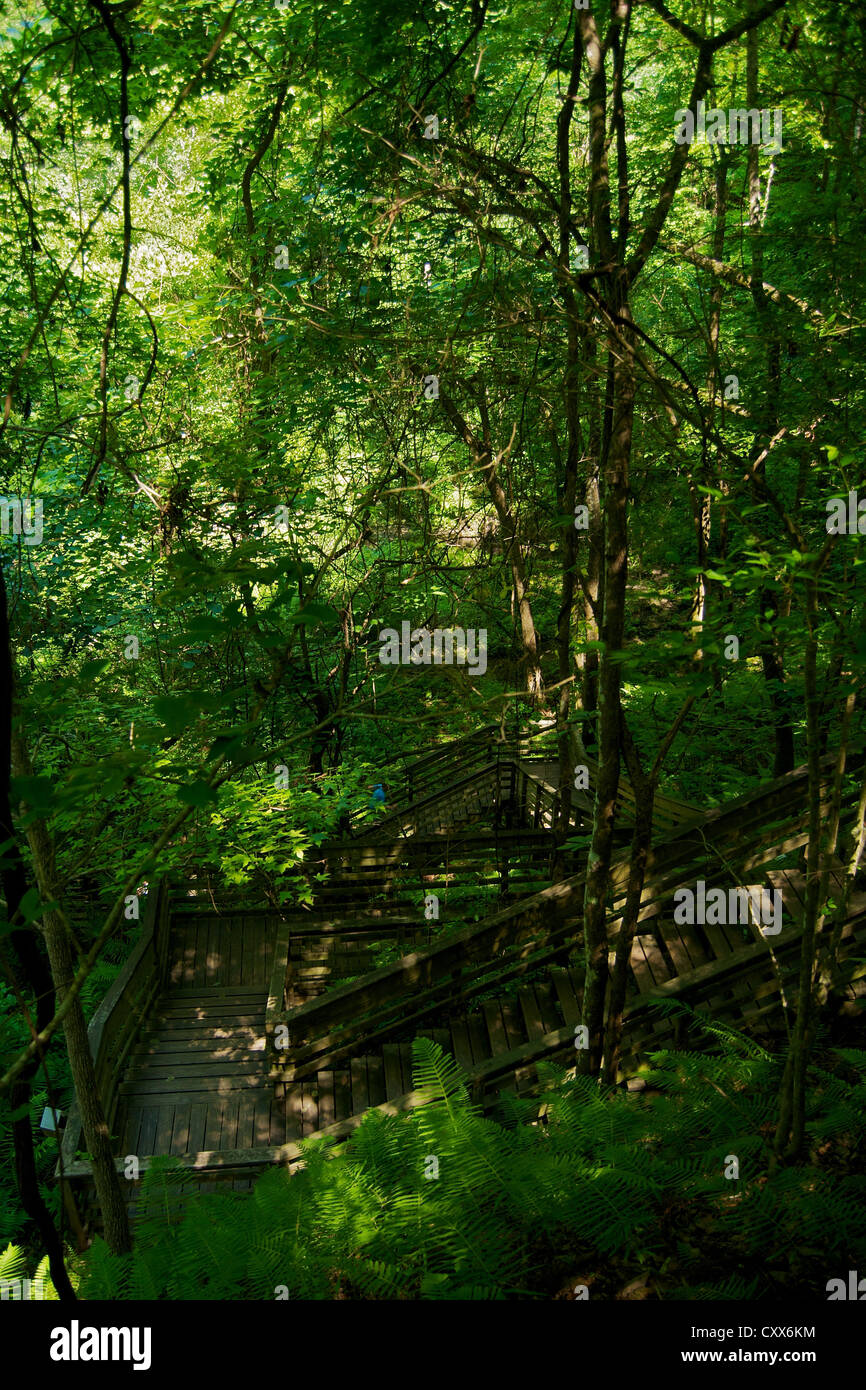 Die Schritte unten in die Doline im Teufels Millhopper Geological State Park in Florida Stockfoto