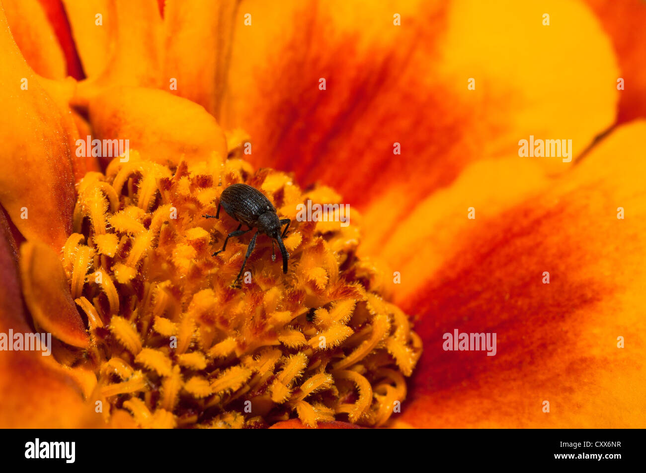 Kleine schwarze Käfer, Rhynchites Aequatus auf französische Ringelblume. Stockfoto