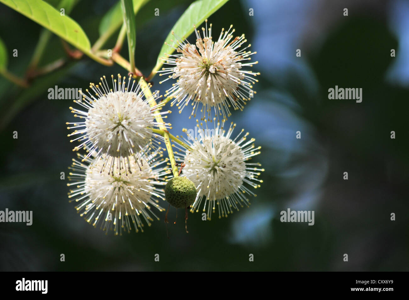 Buttonbush Blumen Stockfoto