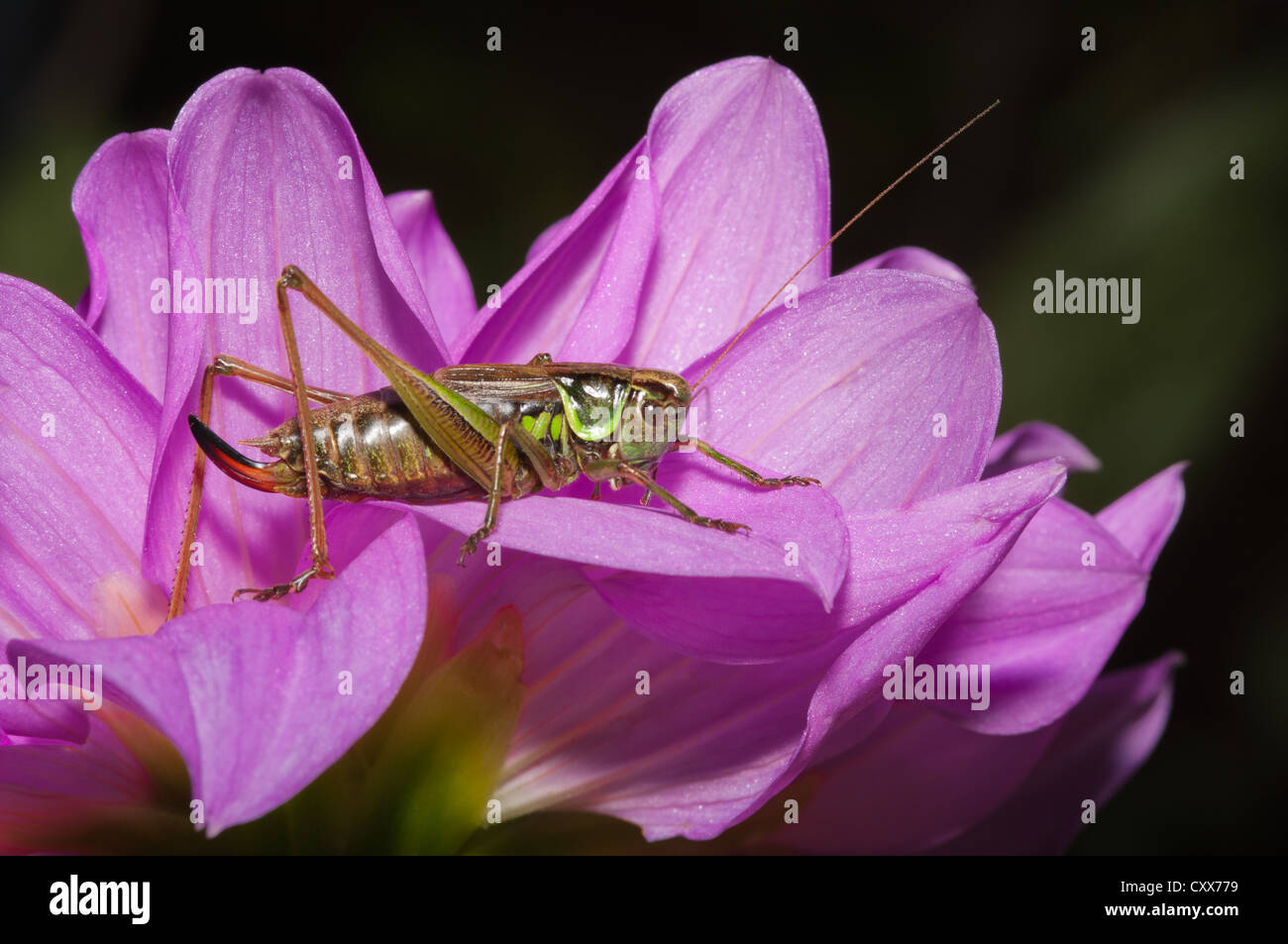 Rösel von Bush-Cricket auf rosa Dahlie. Stockfoto