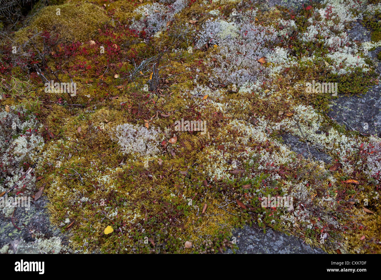 Fruticose Flechten ist abgebildet in der felsigen Küste des St. Lawrence River in der Essipit Innu-Gemeinschaft Stockfoto