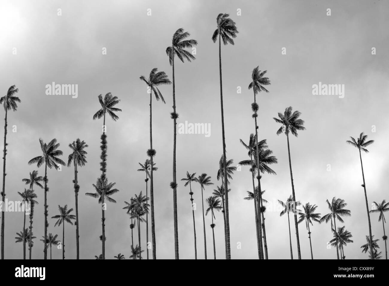 Wachspalmen, die höchste Palme und Monokot der Welt, Nationalbaum, Valle de Cocora, Los Nevados Nationalpark, Kolumbien Stockfoto