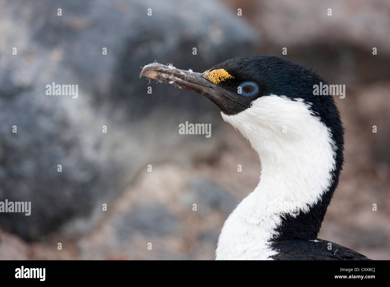 Antarktis Shag (Phalacrocorax Bransfieldensis) ruht auf Paulet Island, Antarktis. Stockfoto