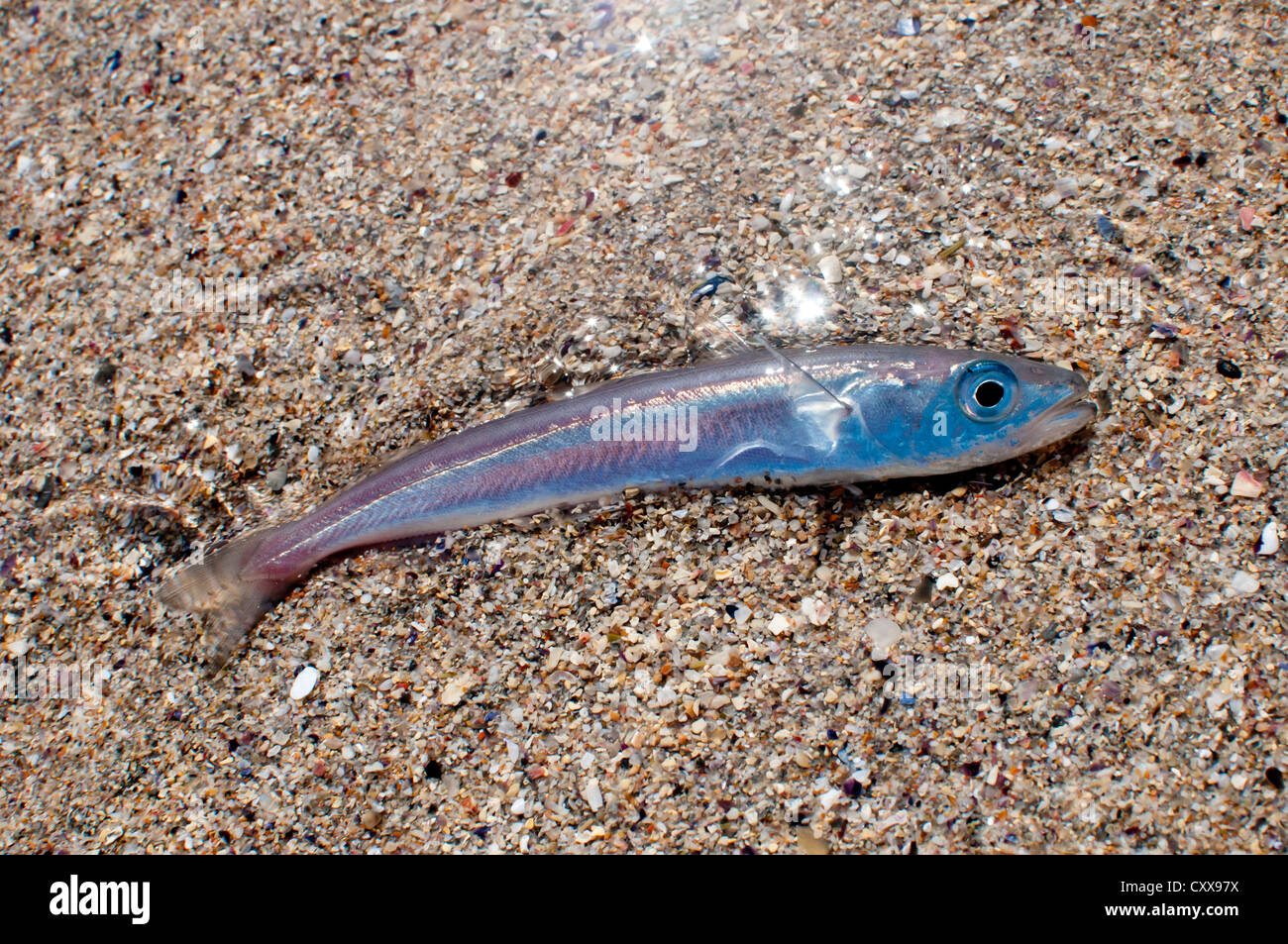 Blau, Silber und rosa Kleinfische gestrandet am Strand, noch am Leben aber sterben. Ein Fisch ohne Wasser. Stockfoto