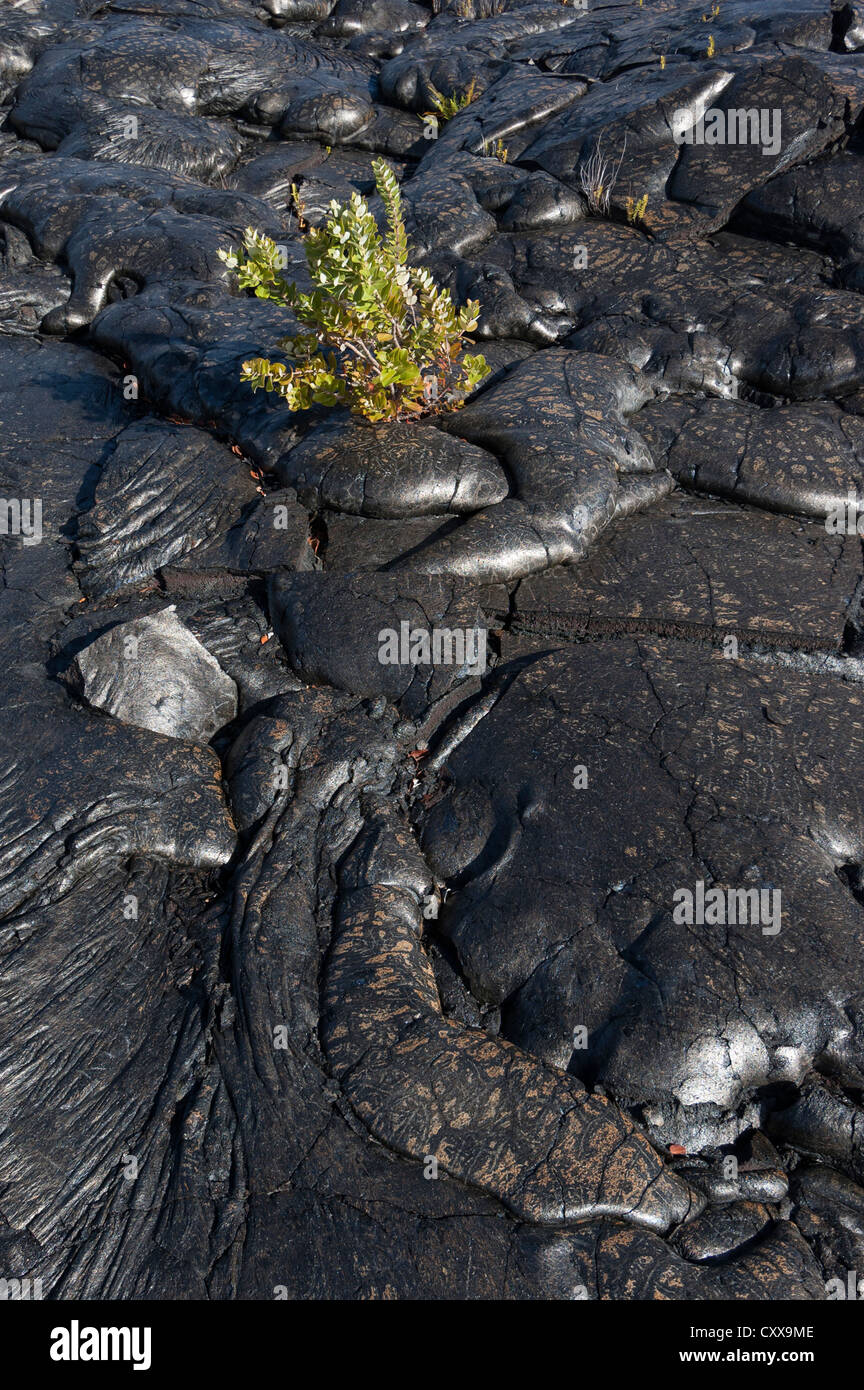 Elk284-2656 Hawaii Volcanoes NP, S Küste Lavaströme Stockfoto