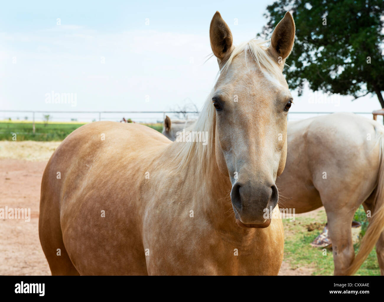 Ein Palomino American Quarter Horse, Equus caballus. USA Stockfoto