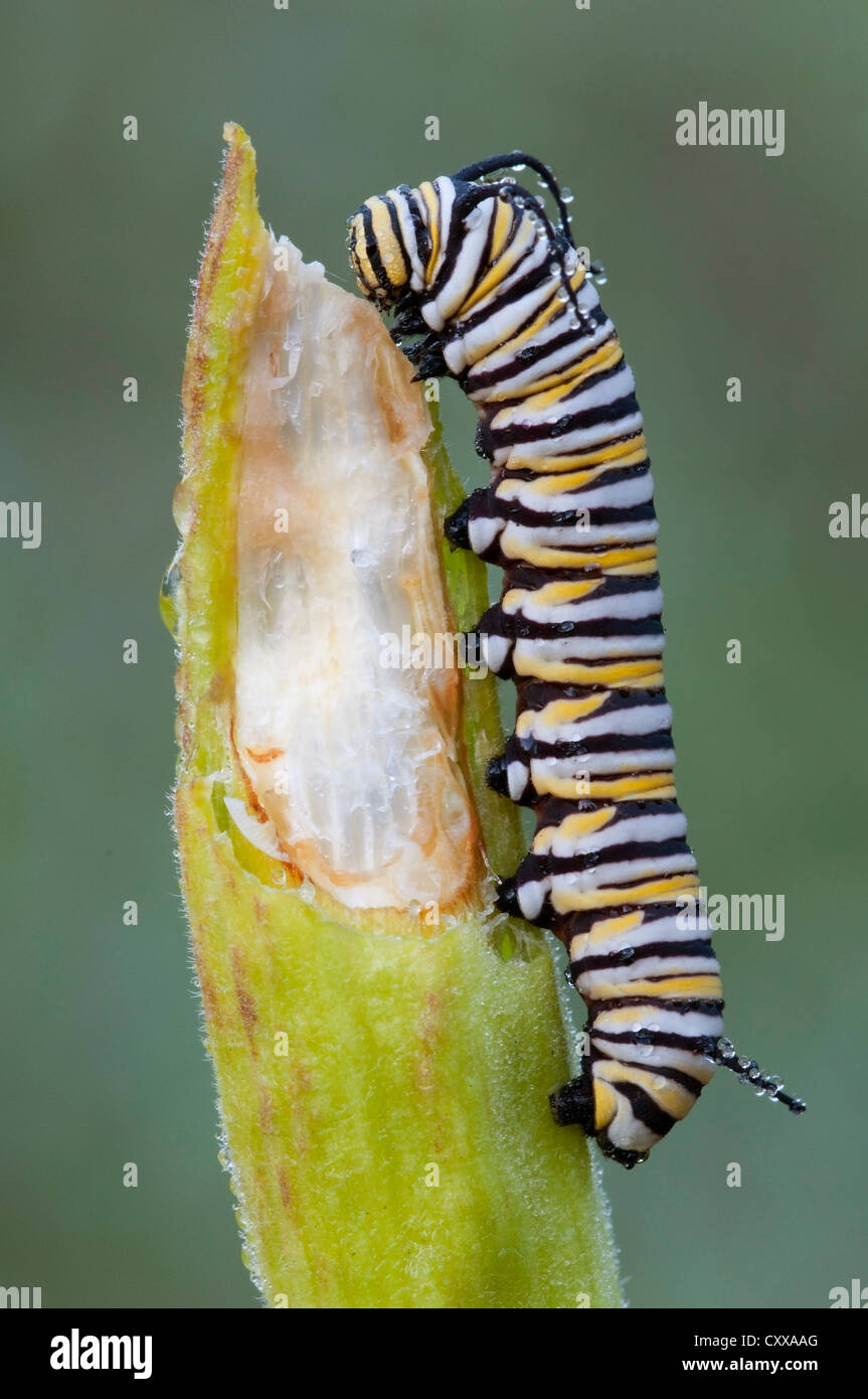 Monarch-Schmetterling Raupe Danaus Plexippus Fütterung auf gemeinsame Milkweed Seed pod Asclepias Syriaca E USA Stockfoto