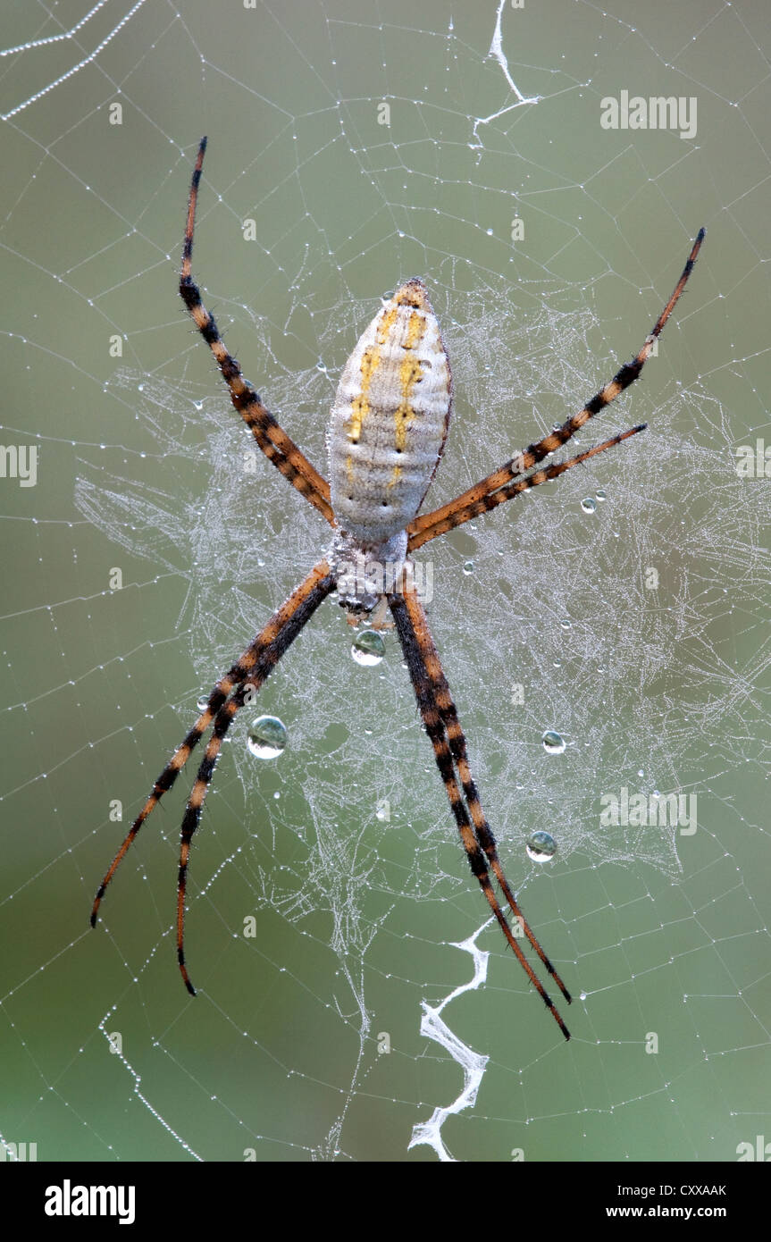 Taufrische gebändert Argiope Spider Argiope Trifasciata auf seine web-Michigan-USA Stockfoto