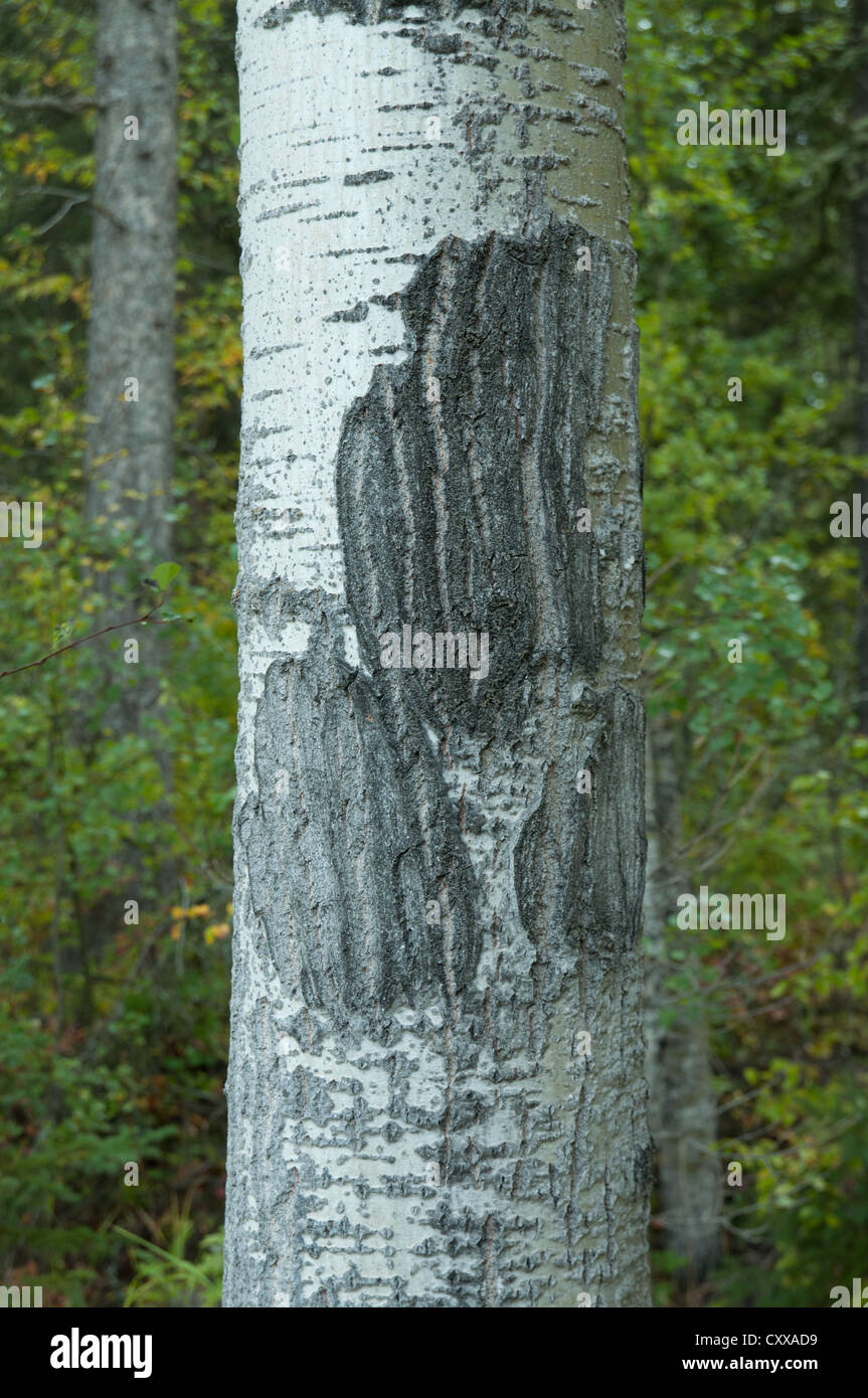 Birke mit Kratzspuren von einem Bär, Nord-Alberta, Kanada. Stockfoto