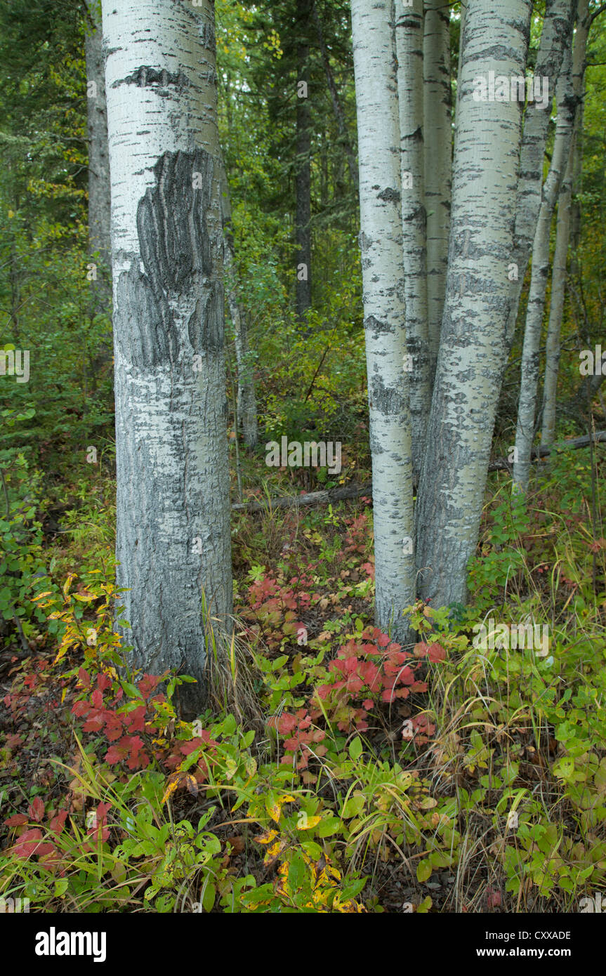 Birke mit Kratzspuren von einem Bär, Nord-Alberta, Kanada. Stockfoto