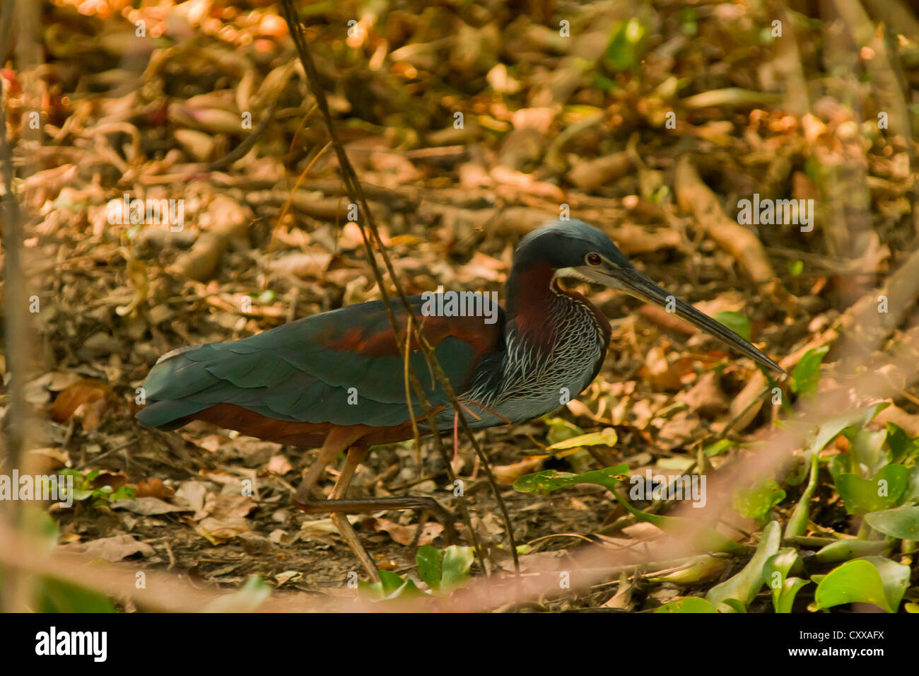 Agami Heron (Agamia Agami) Stockfoto