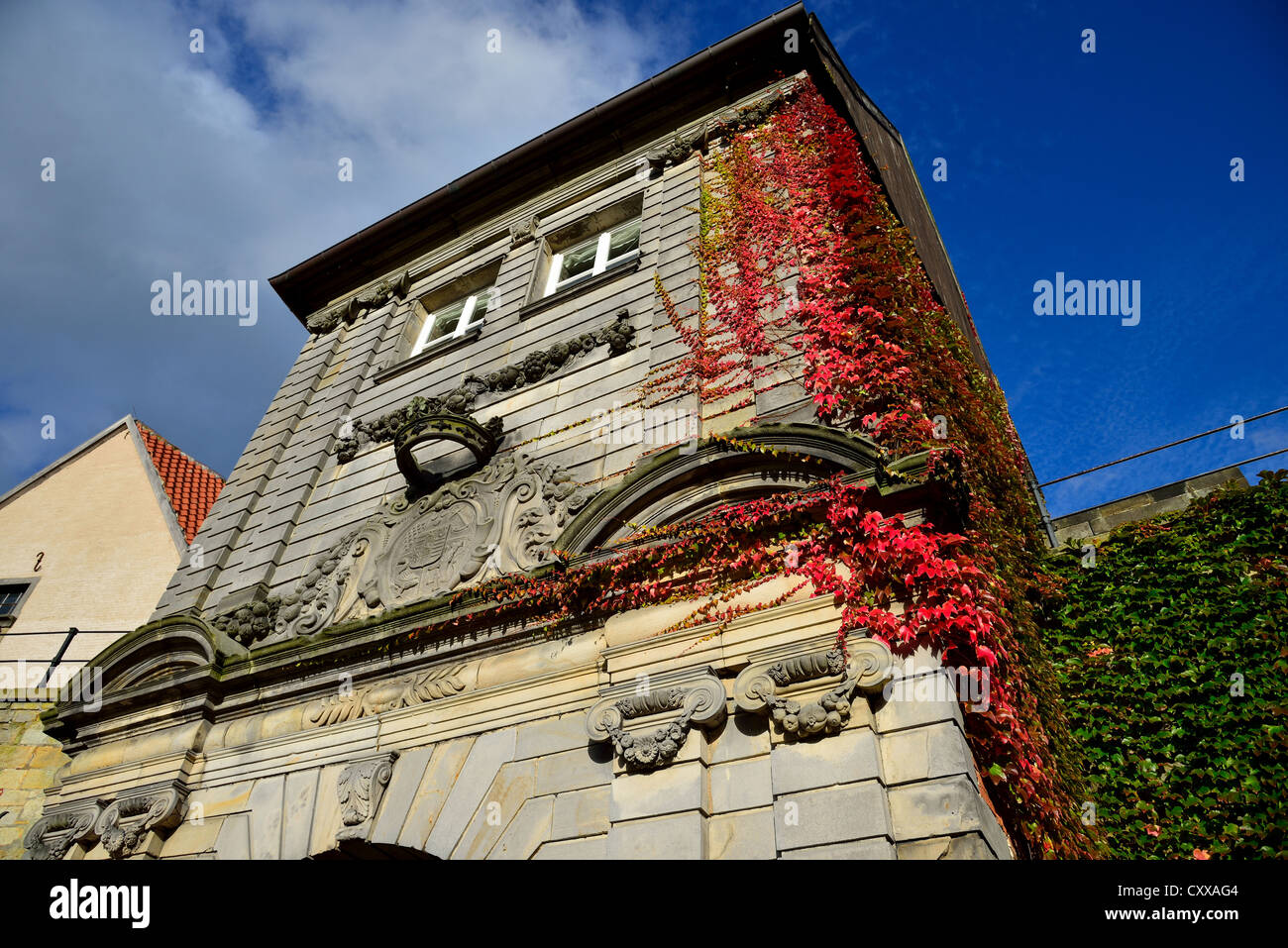 Reben der Herbstfarben Clinchen auf Steinmauer auf der Burg Bentheim. Bad Bentheim, Deutschland. Stockfoto