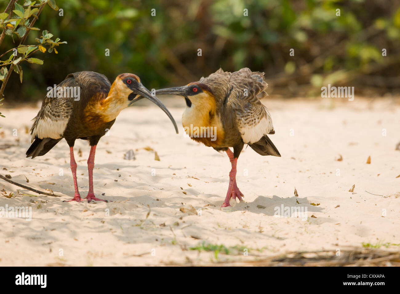 Buff-necked Ibis (Theristicus Caudatus) gegenseitig putzen Stockfoto