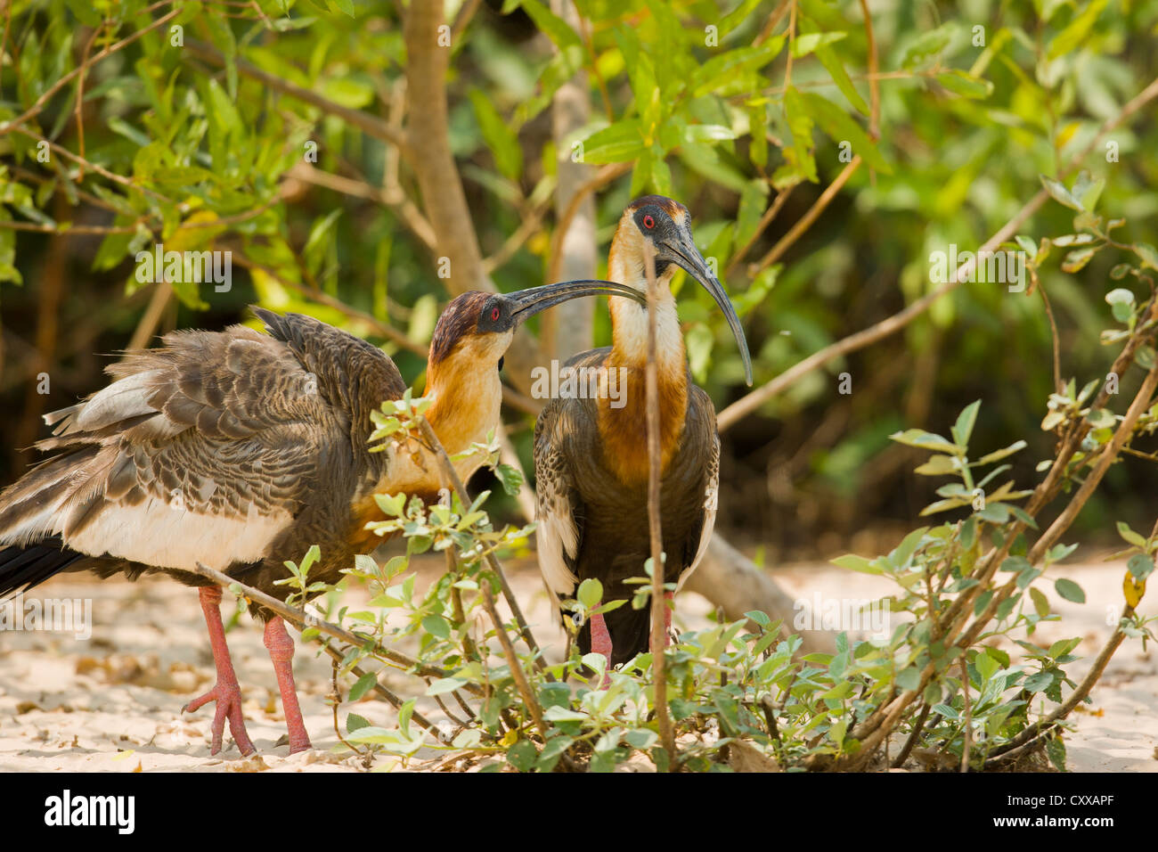 Buff-necked Ibis (Theristicus Caudatus) Stockfoto