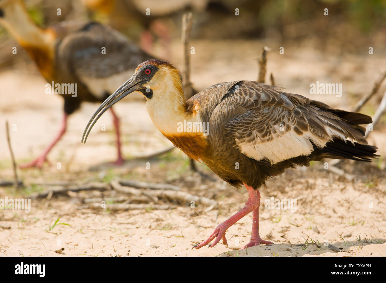 Buff-necked Ibis (Theristicus Caudatus) Stockfoto