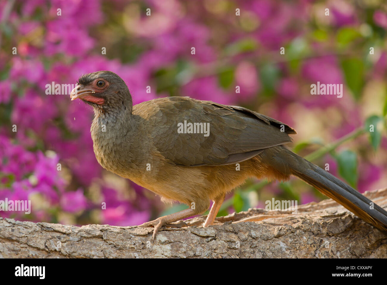 Chaco Chachalaca (Ortalis Canicollis) Stockfoto