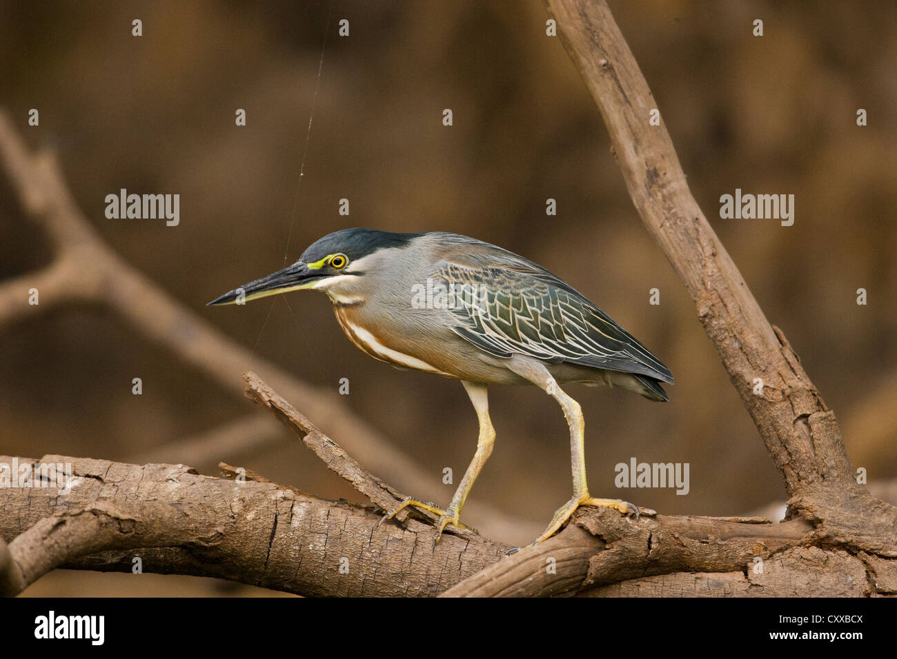 Gekerbten Heron (Butorides Striatus) Stockfoto