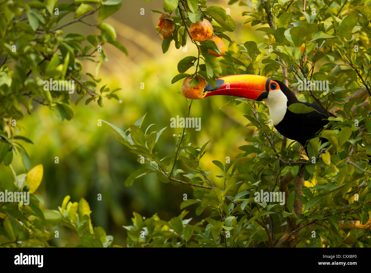 Riesentukan (Ramphastos Toco) Fütterung in einem Orangenbaum Stockfoto