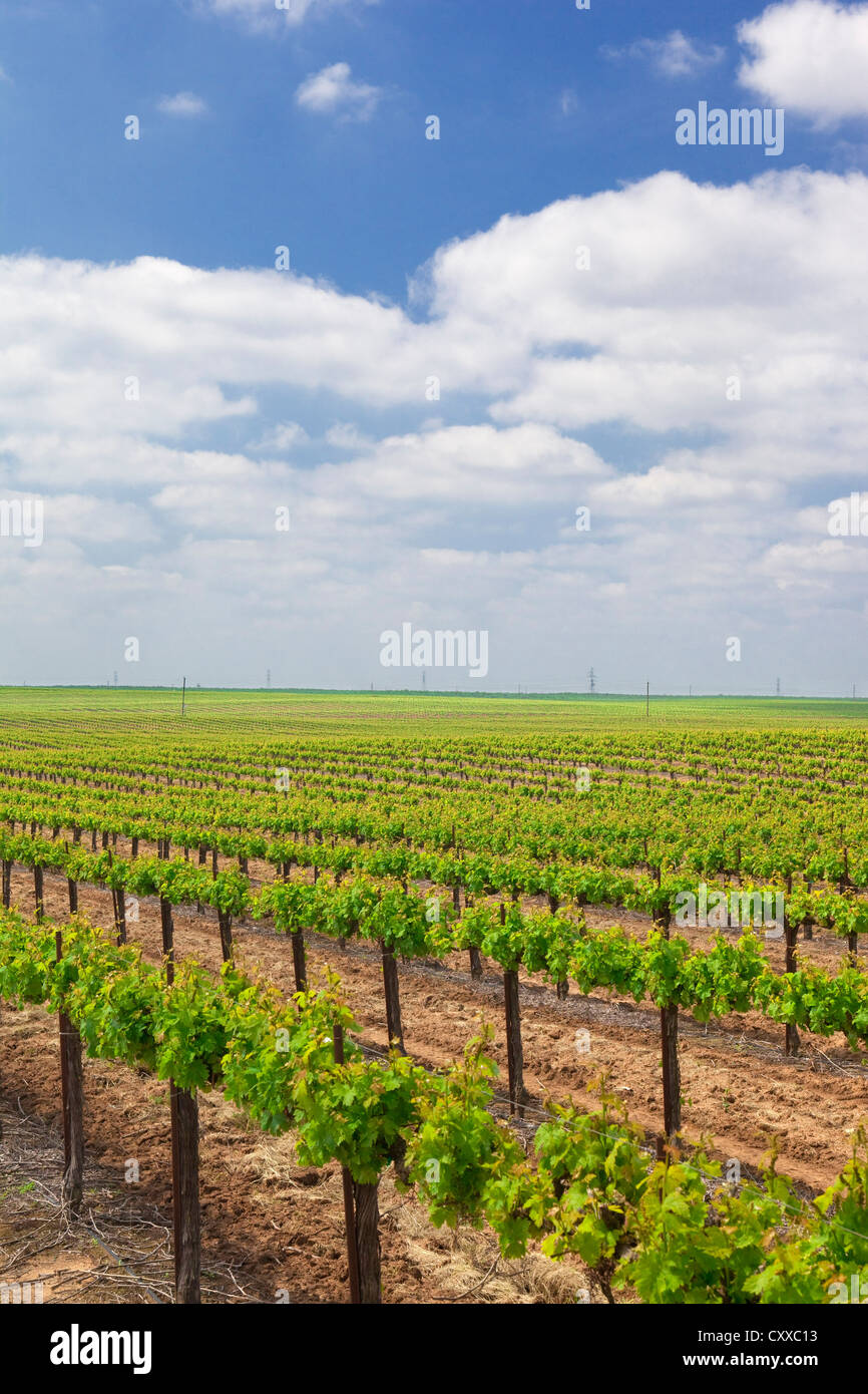 Weinberge im Besitz von Ernest und Julio Gallo, östlich von Modesto in Central Valley in Kalifornien. Stockfoto