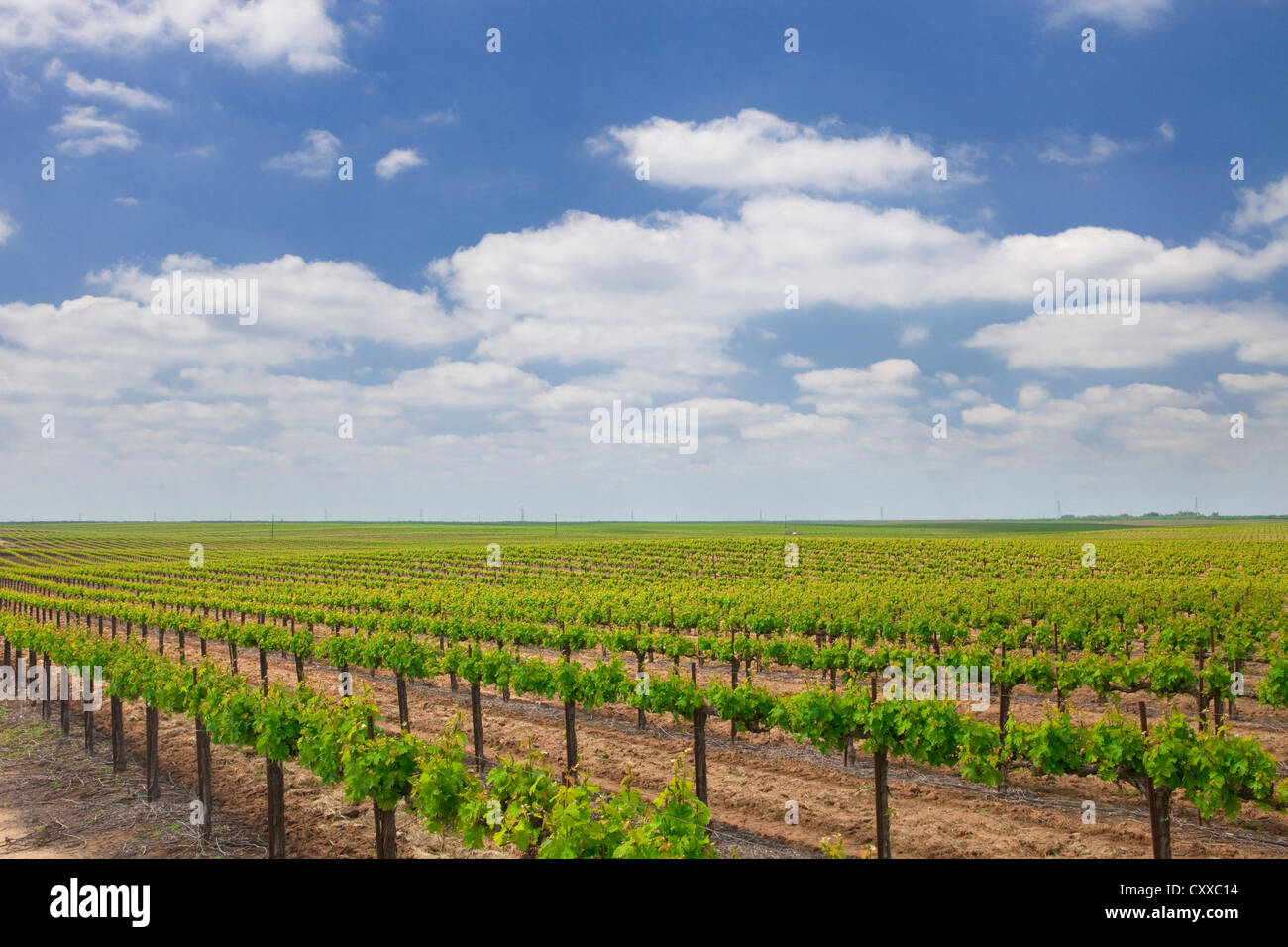 Weinberge im Besitz von Ernest und Julio Gallo, östlich von Modesto in Central Valley in Kalifornien. Stockfoto