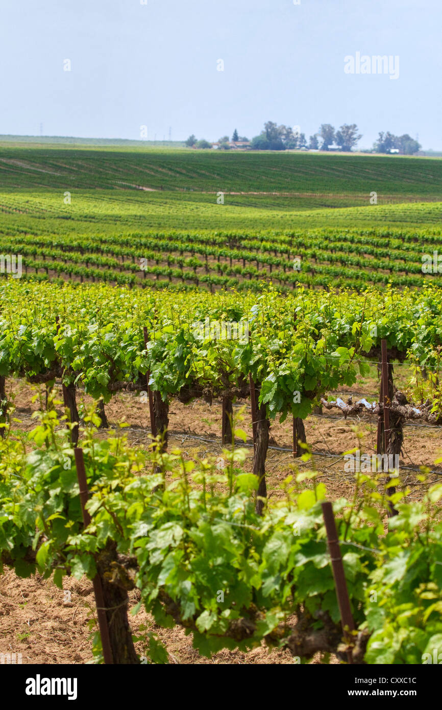 Weinberge im Besitz von Ernest und Julio Gallo, östlich von Modesto in Central Valley in Kalifornien. Stockfoto