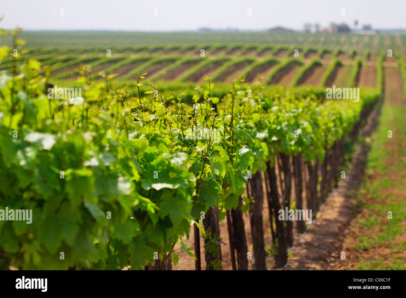 Weinberge im Besitz von Ernest und Julio Gallo, östlich von Modesto in Central Valley in Kalifornien. Stockfoto