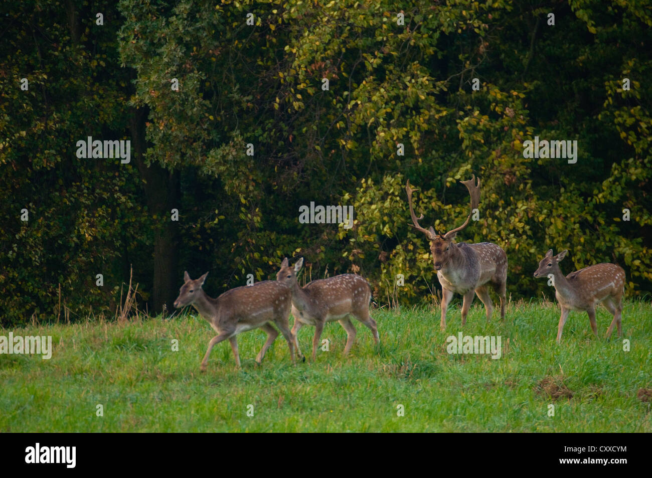 Damhirsch dama Stockfoto