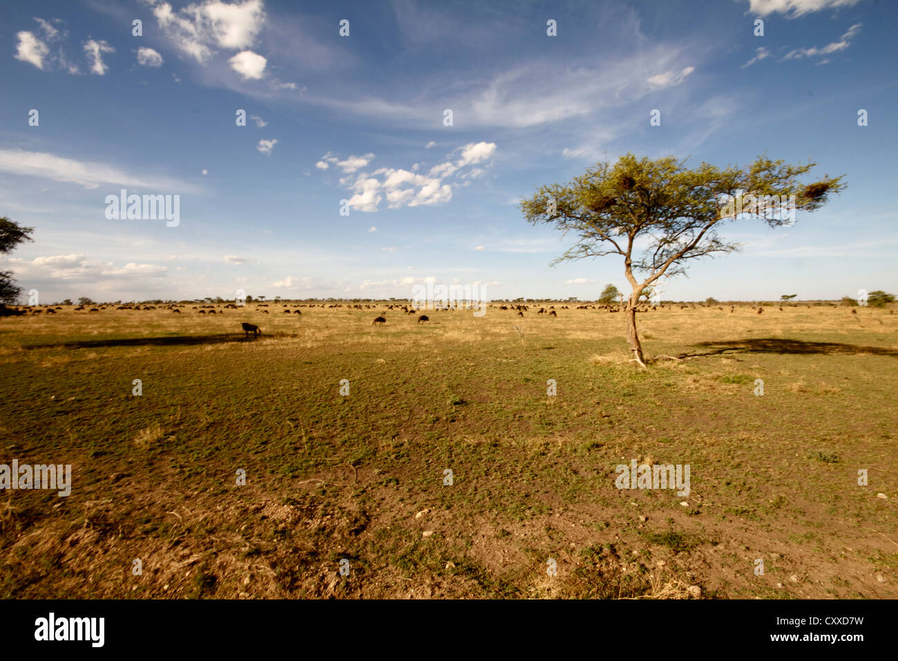 Akazie in der Serengeti Stockfoto