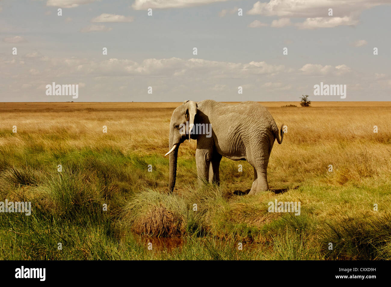 Ein Elefant in der Serengeti Stockfoto