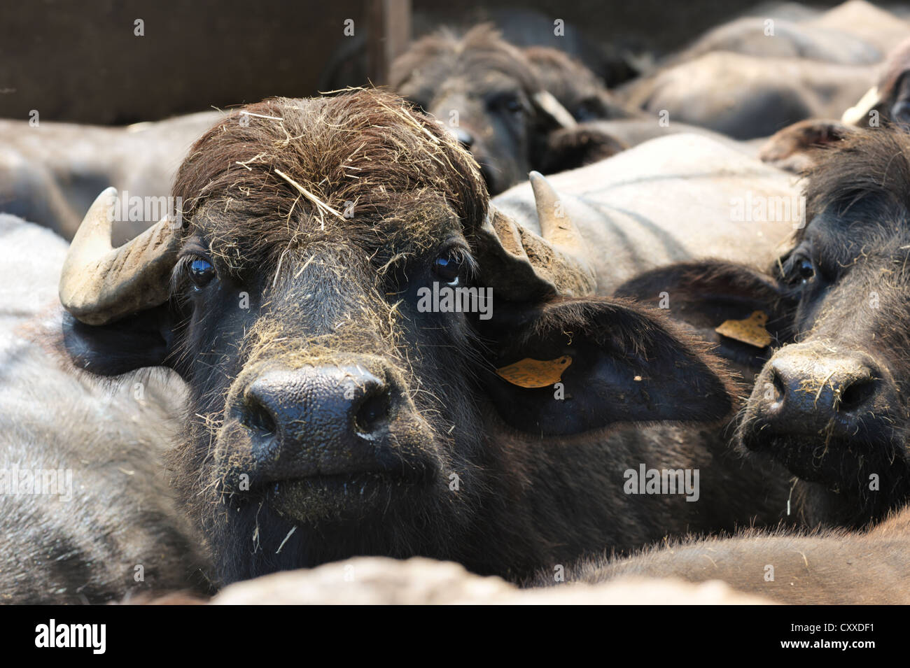 Büffel, die Viehhaltung für die Milcherzeugung für Buffalo Mozzarella, Mozzarella di Bufala, Region Kampanien, Süditalien Stockfoto