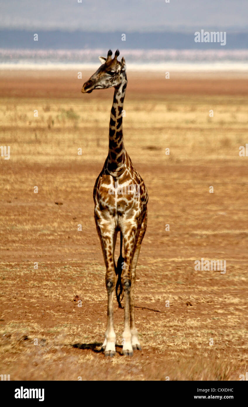Eine Giraffe in der Nähe von Lake Manyara, Tansania Stockfoto