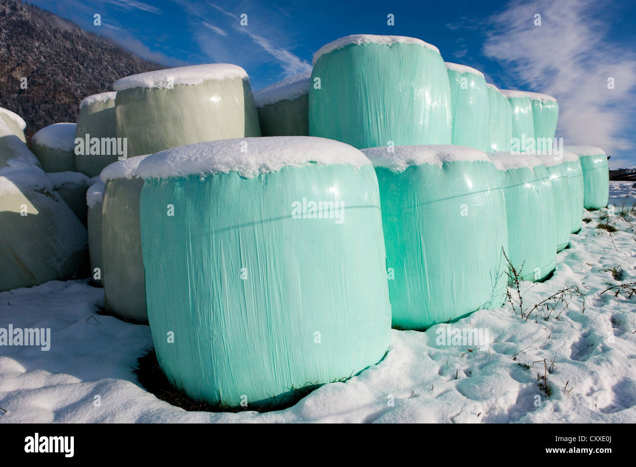 Ballen in Plastik verpackt, im Winter Silage, Nord-Tirol, Austria, Europe Stockfoto