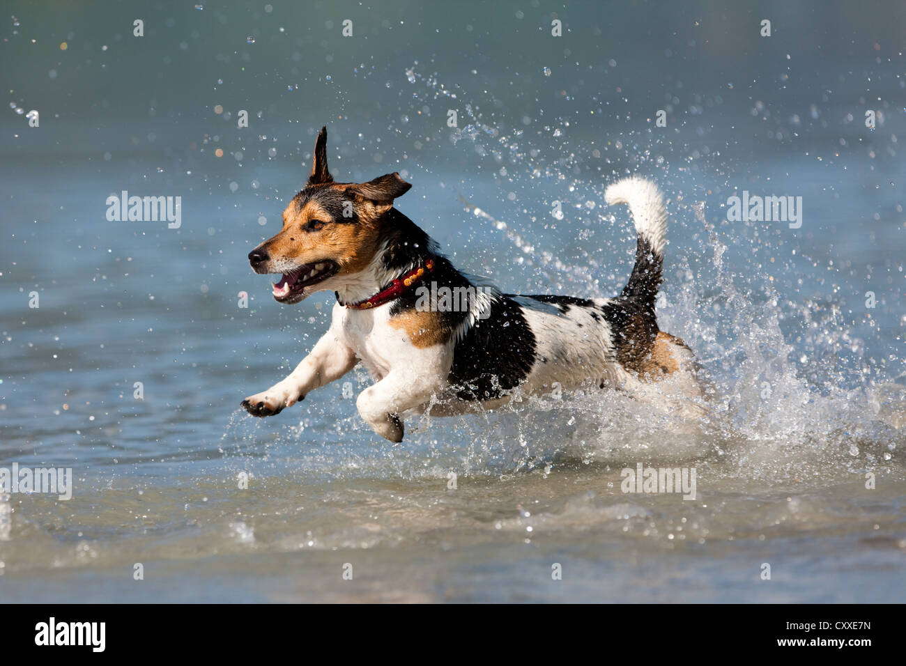 Jack Russell Terrier springen in Wasser, Nord Tirol Jack Russell Terrier springen in Wasser, Nord Tirol