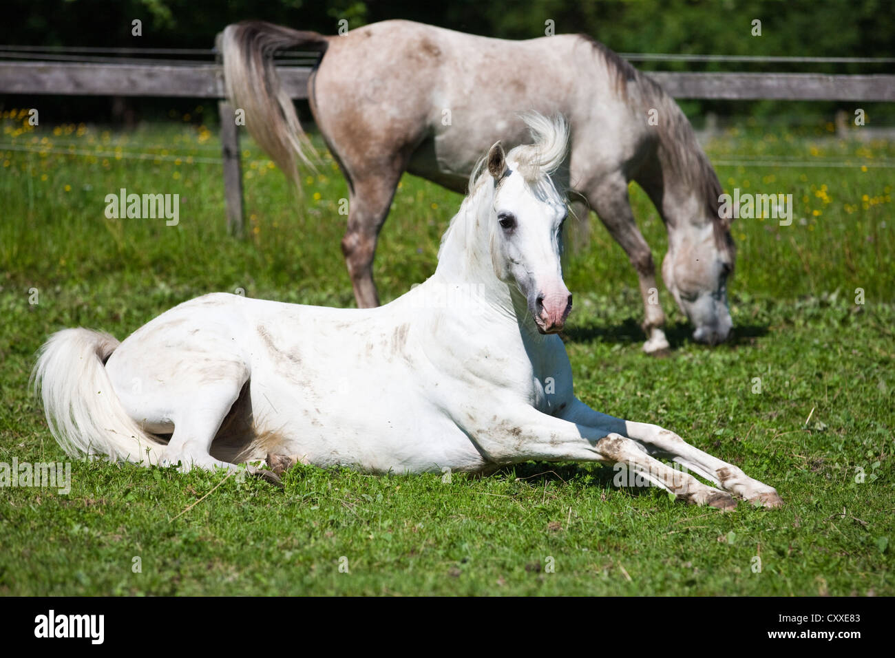 Zwei graue Pferde in einem Paddock, eine arabische Stute liegen auf dem Rasen, Nord-Tirol, Österreich, Europa Stockfoto