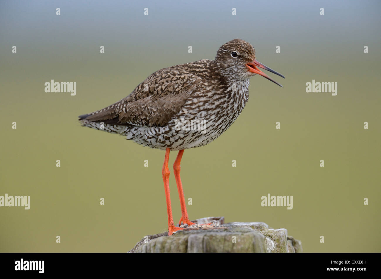 Gemeinsamen Rotschenkel (Tringa Totanus), thront auf einem Pfosten, Texel, Niederlande, Europa Stockfoto