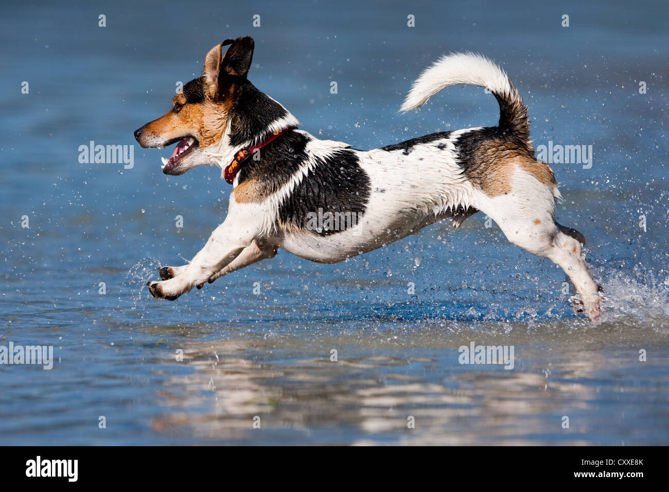 Jack Russell Terrier springen in Wasser, Nord Tirol Jack Russell Terrier springen in Wasser, Nord Tirol