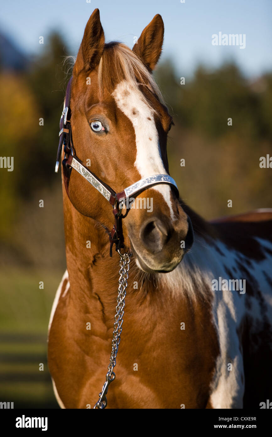 Paint Horse Stute, Sorrel Tobiano gesichtet, Fischauge, Porträt trägt eine Show Halfter, Nord-Tirol, Österreich, Europa Stockfoto