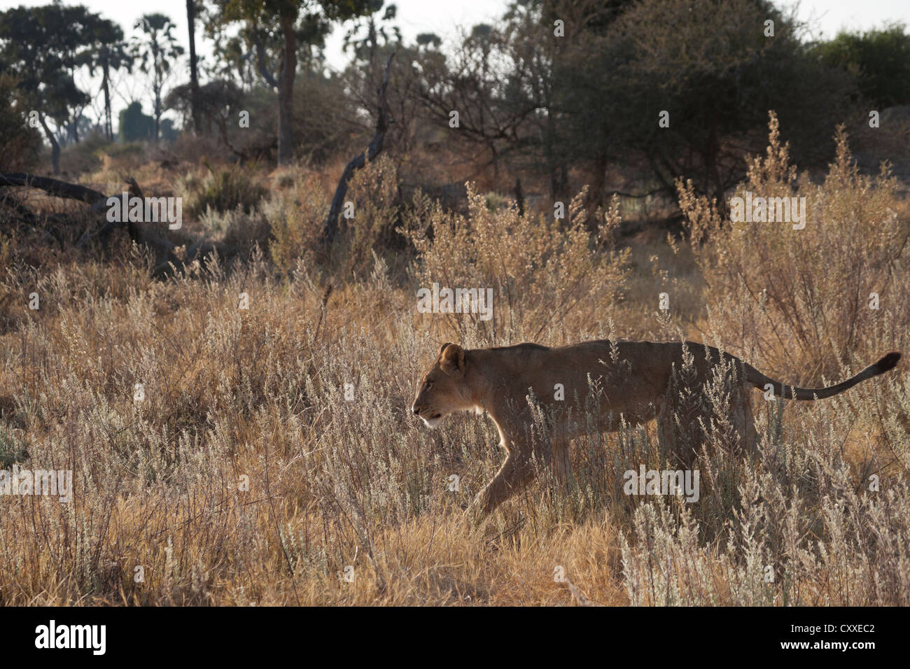 Löwe Tier wild Botswana Safari niedlich schöne Stockfoto