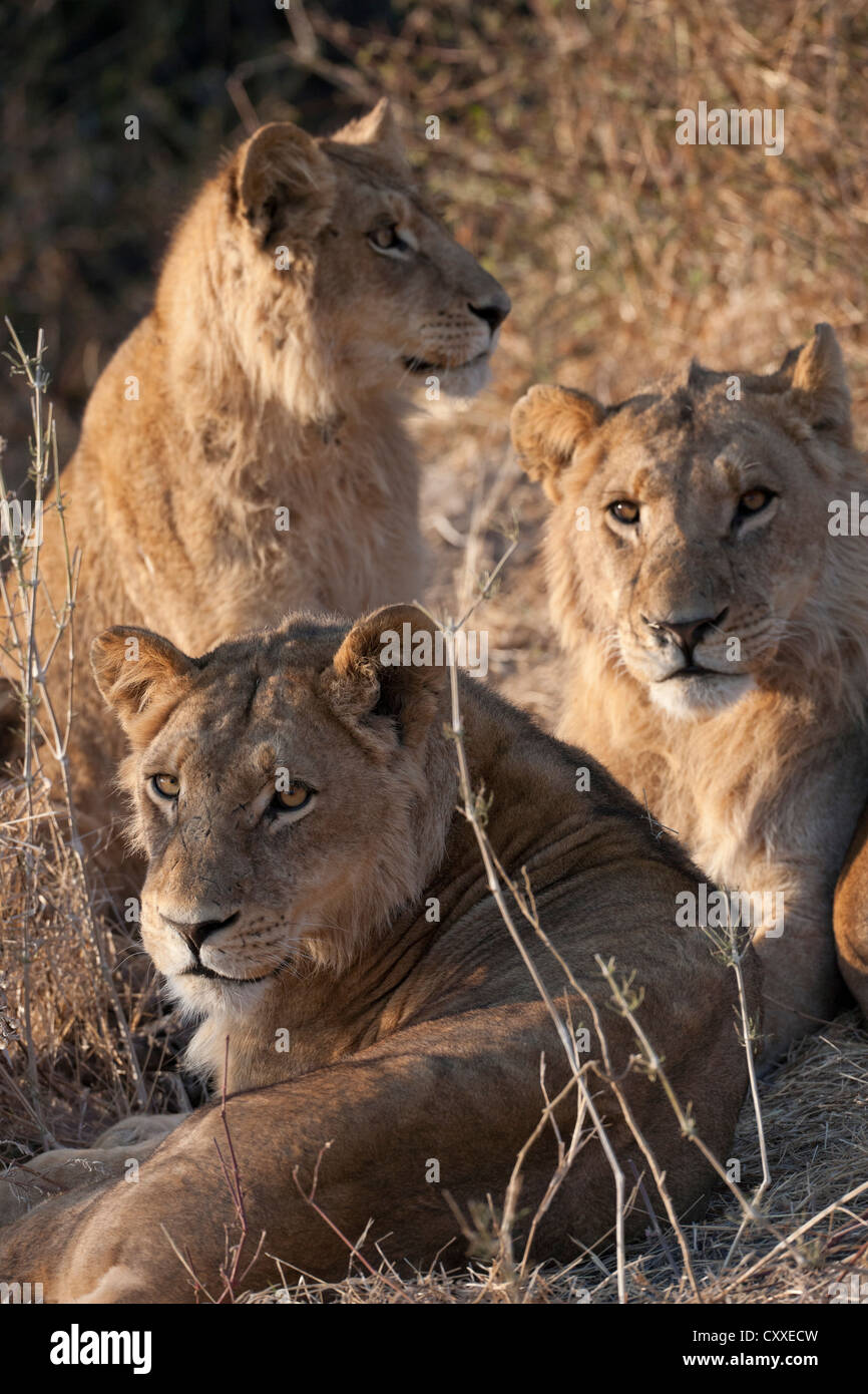 Löwe Tier wild Botswana Safari niedlich schöne Stockfoto