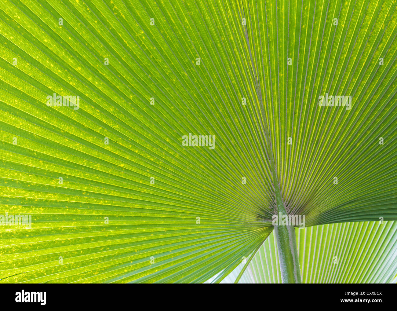 Palmblatt-Baum Stockfoto