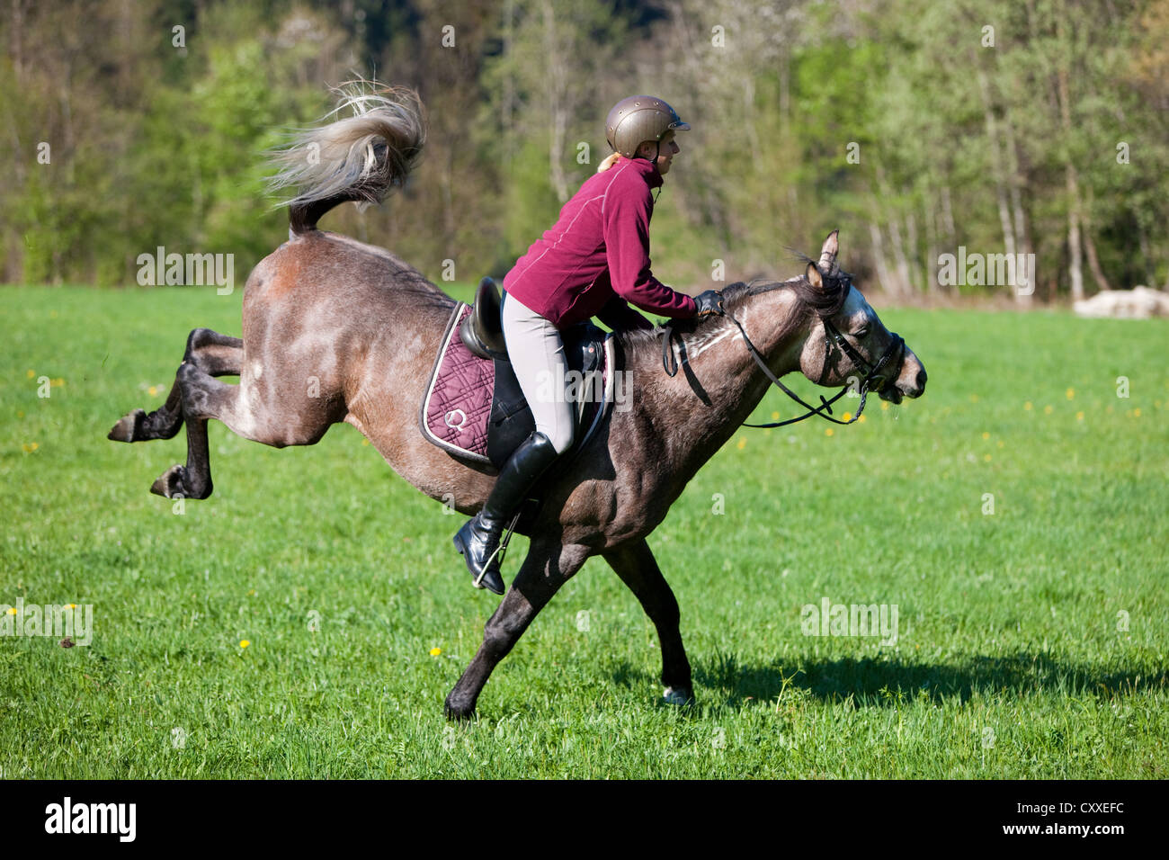 Arabischer Hengst, roan, Ruckeln mit einem Reiter auf einer Wiese, Nord-Tirol, Österreich, Europa Stockfoto