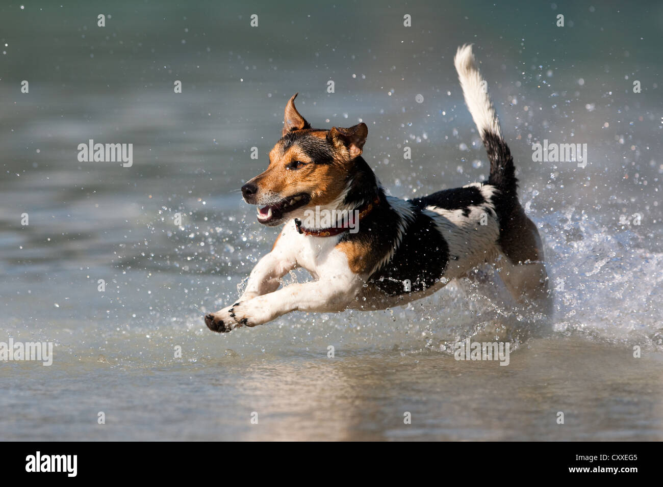 Jack Russell Terrier springen in Wasser, Nord Tirol Jack Russell Terrier springen in Wasser, Nord Tirol