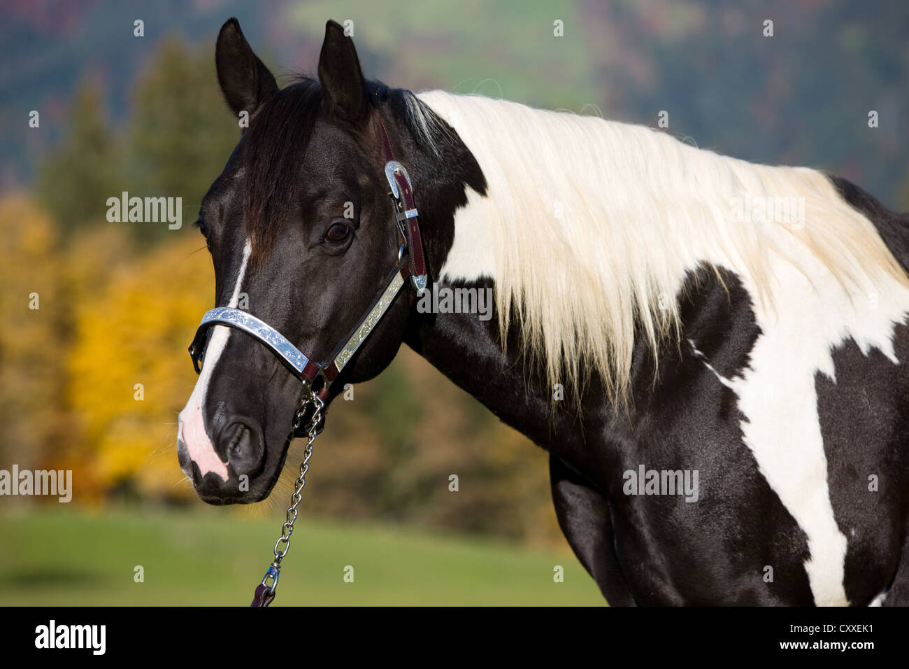 Paint Horse Hengst, schwarz / weiß Tobiano gesichtet, Porträt trägt eine Show Halfter, Nord-Tirol, Österreich, Europa Stockfoto